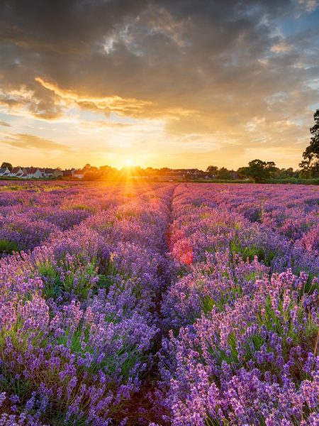 Stunning sunset over fields of Lavender in bloom in the Somerset countryside